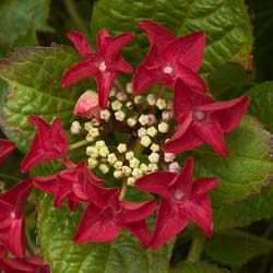 Hortensia 'Rotschwanz'